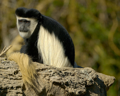  Colobus Monkey