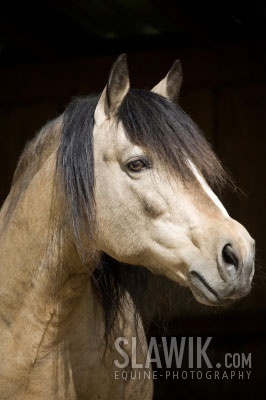  Connemara pony