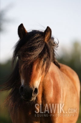  Dartmoor poney
