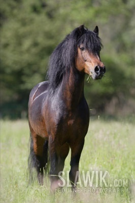  Dartmoor pony