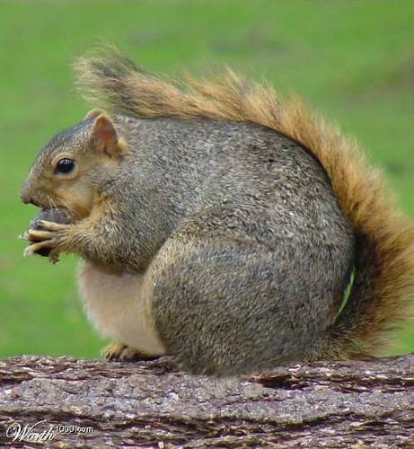  Fat squirrel