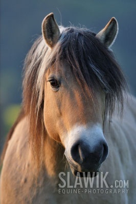  Fjord horse