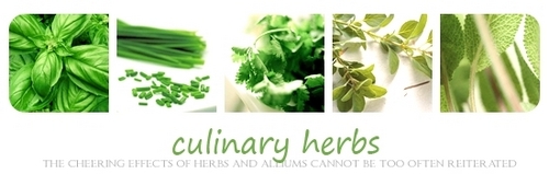  Green Culinary Herbs Banner