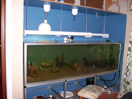 In-wall Aquarium