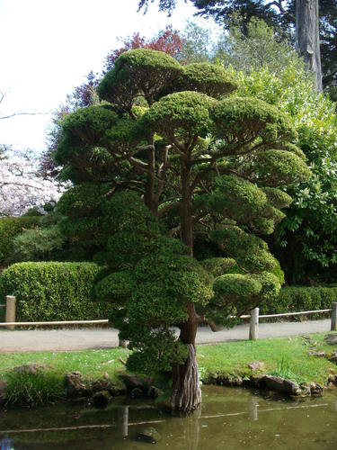  Japanese té Garden