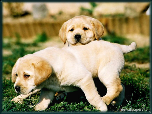  Labrador puppies