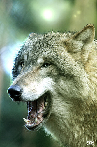  Laughing волк