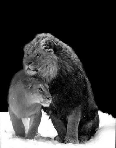  Lion and leonessa in snow