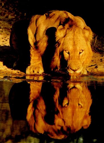  Lion 사진