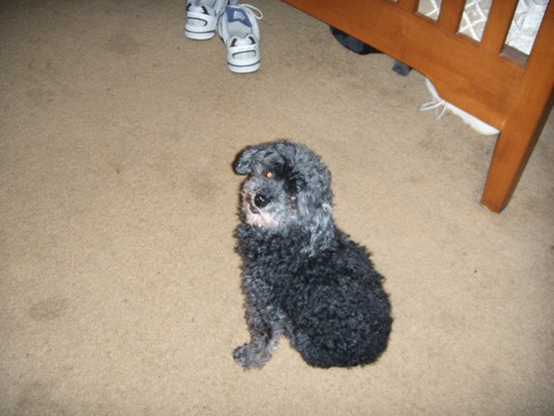  Molly - Toy Poodle