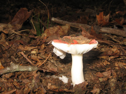  Mushrooms