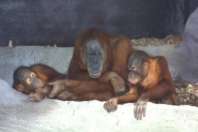  Orangutans