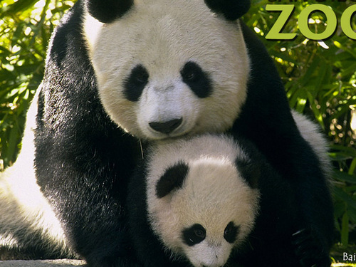  Panda & baby