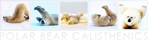  Polar oso, oso de Calisthenics Banner