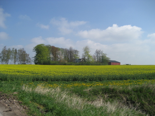  Rapeseed Fields in Sweden