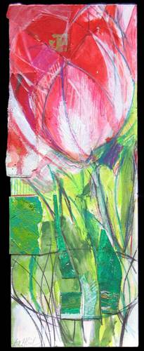  Red tulipan