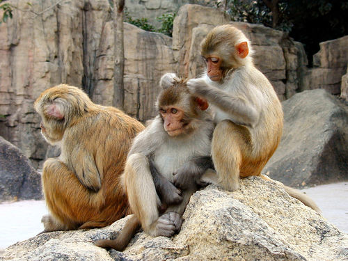  Rhesus Macaques
