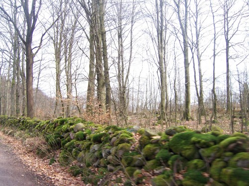  Skåne Forest