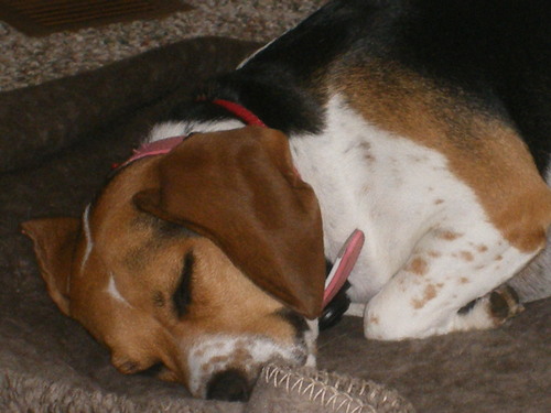  Sleeping brak, beagle