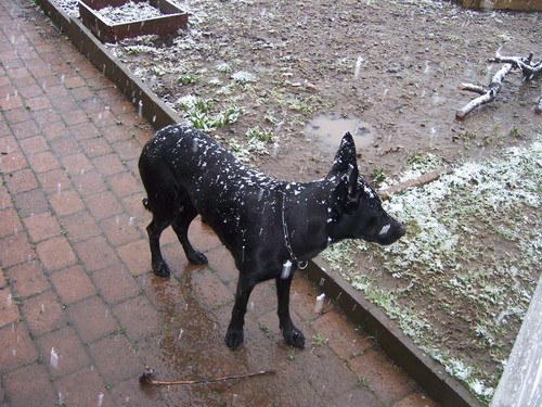  Snow Dog