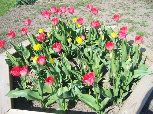  Spring flores