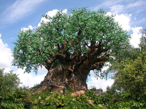  дерево of Life