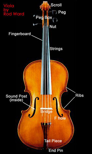 Viola Diagram
