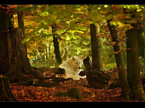  White волк in Forest