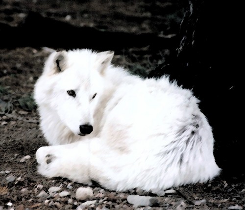  White chó sói, sói