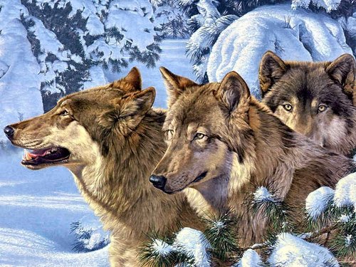  Winter lobos