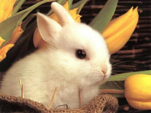 baby rabbit w'paper