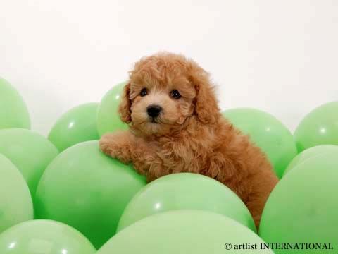  cute baloon dog