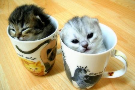 funny chatons
