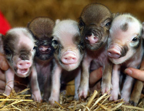  mini pigs