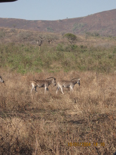  the zebra's on my safari