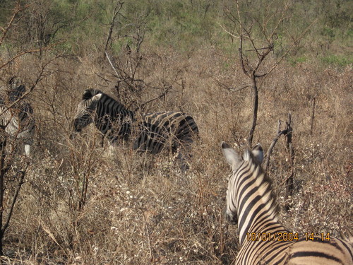  the zebra's on my safari