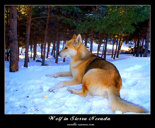  Nevada serigala, wolf