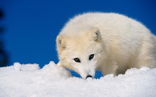 Arctic fox, mbweha karatasi la kupamba ukuta