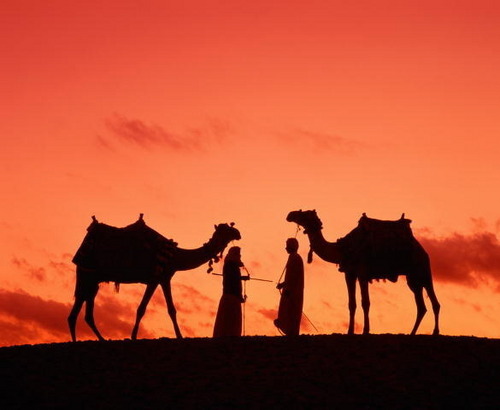  骆驼 Silhouette