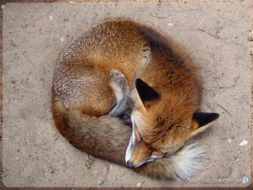  Curled vos, fox achtergrond