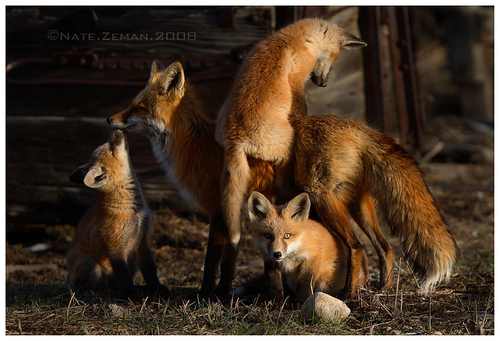  Foxes