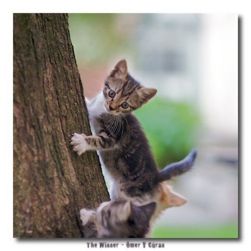  Kitty climbing a 树