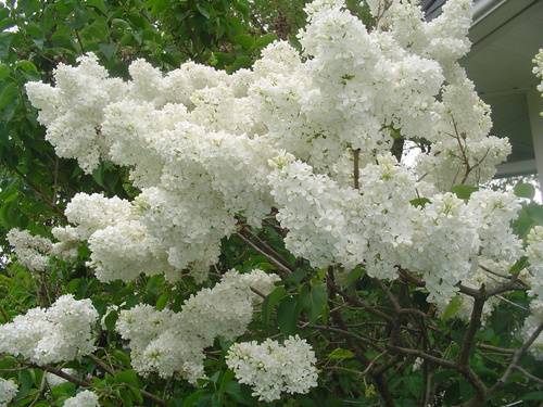  Old Fashioned White Lilacs