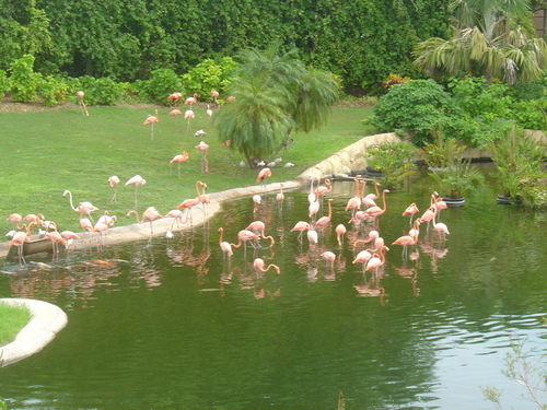  roze flamingos
