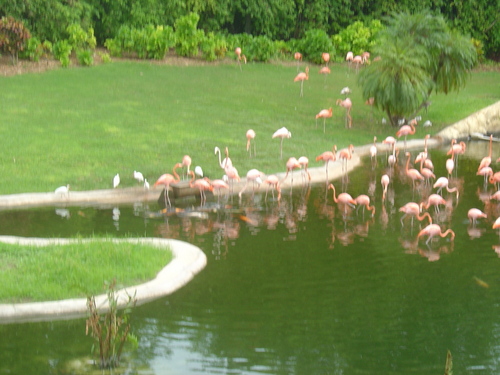  berwarna merah muda, merah muda flamingos