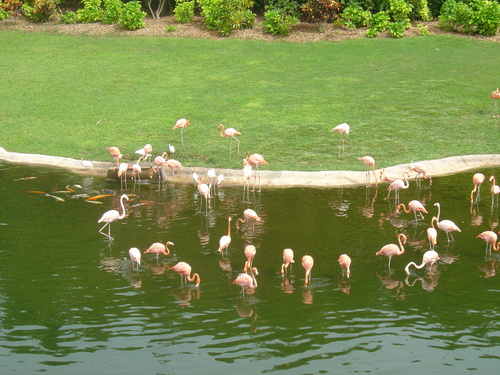  담홍색, 핑크 flamingos