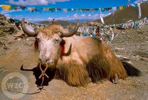  Tibet