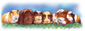  bunch of guinea pigs