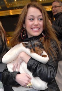  miley's chiot