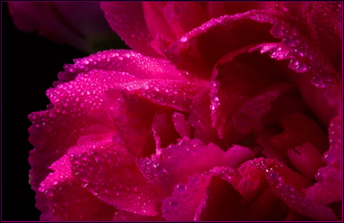  merah jambu bunga